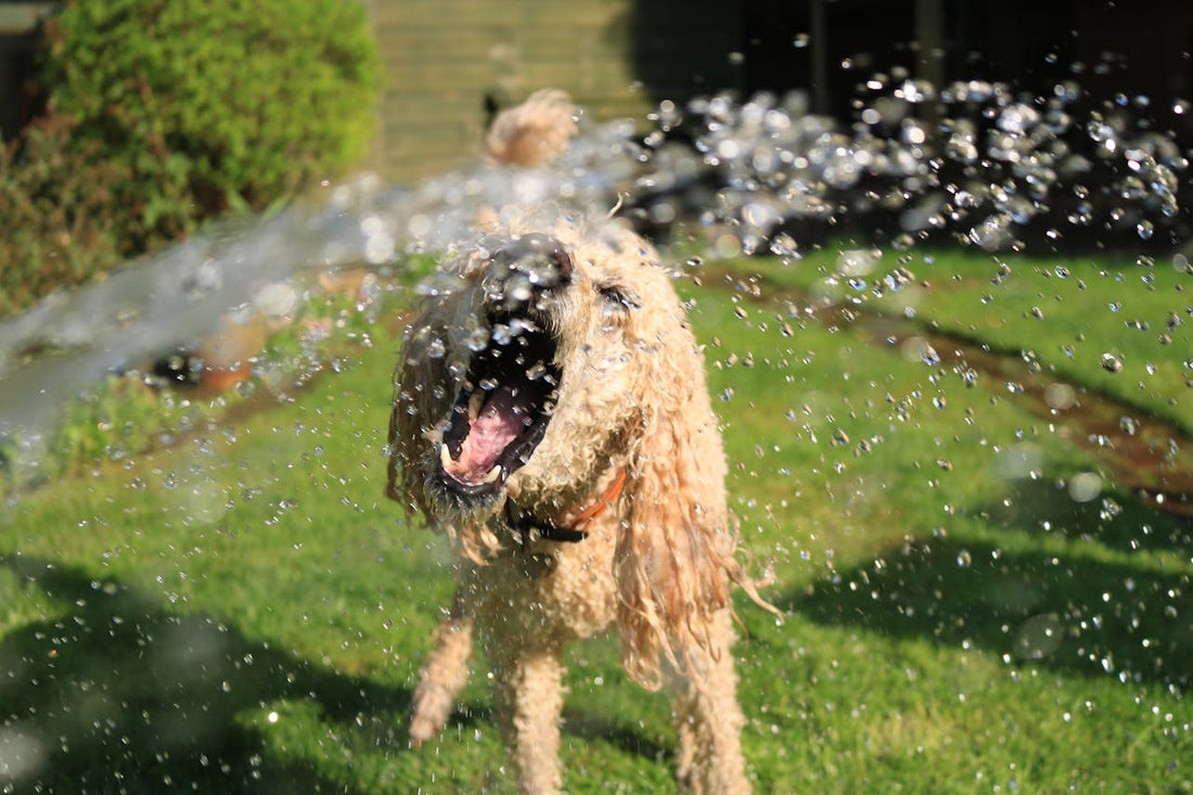 Can Dogs Drink Alkaline Water? A Paw-sitive way to hydrate your dog.